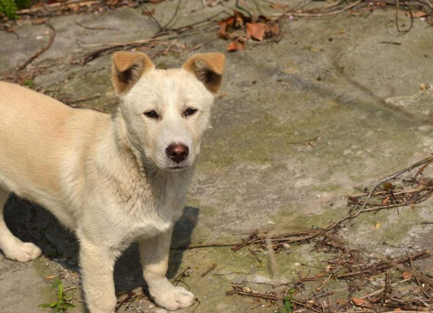 最朴实忠诚聪明的狗,最便宜最善良的狗