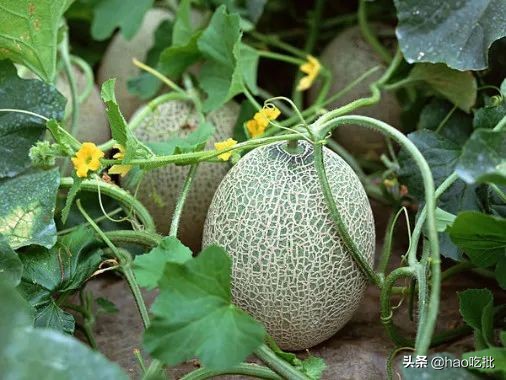 西州蜜25号与17号甜度,西州蜜25号的甜度