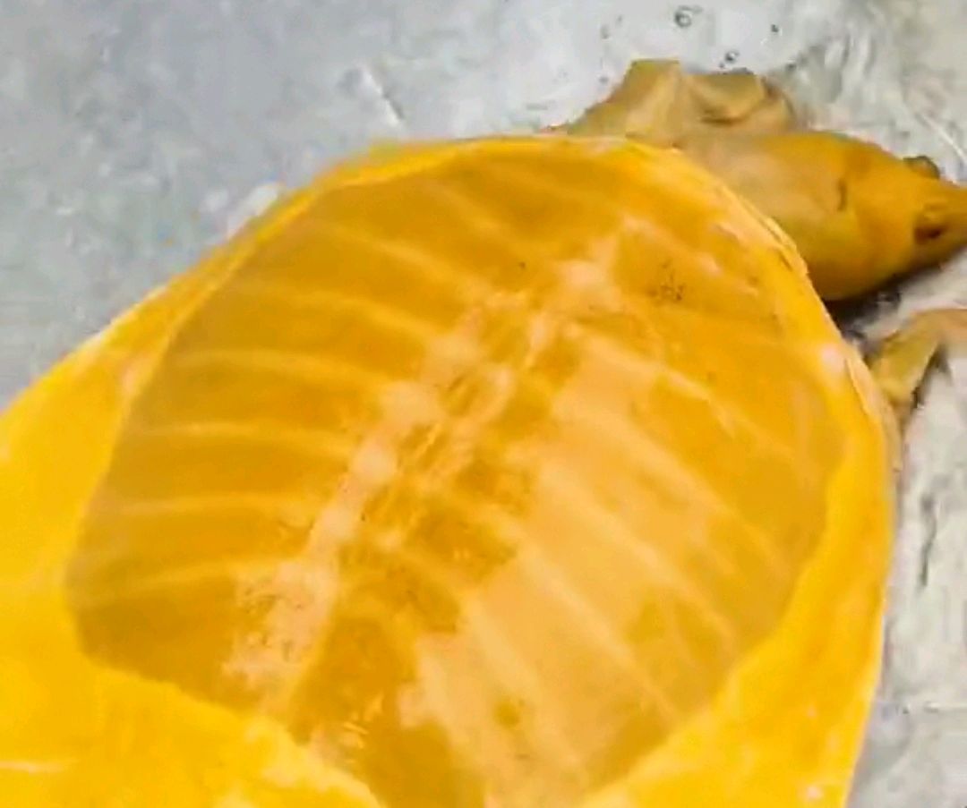 罕见！南昌钓鱼人钓上“黄金鳖”，有人想出高价购买