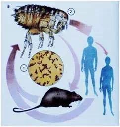 被老鼠咬了会有狂犬病毒感染吗,被老鼠咬出血要不要打狂犬病疫苗