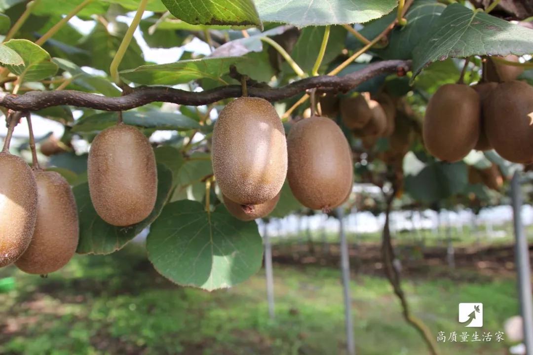 鞣酸超高的食物,最易忽视的相克食物