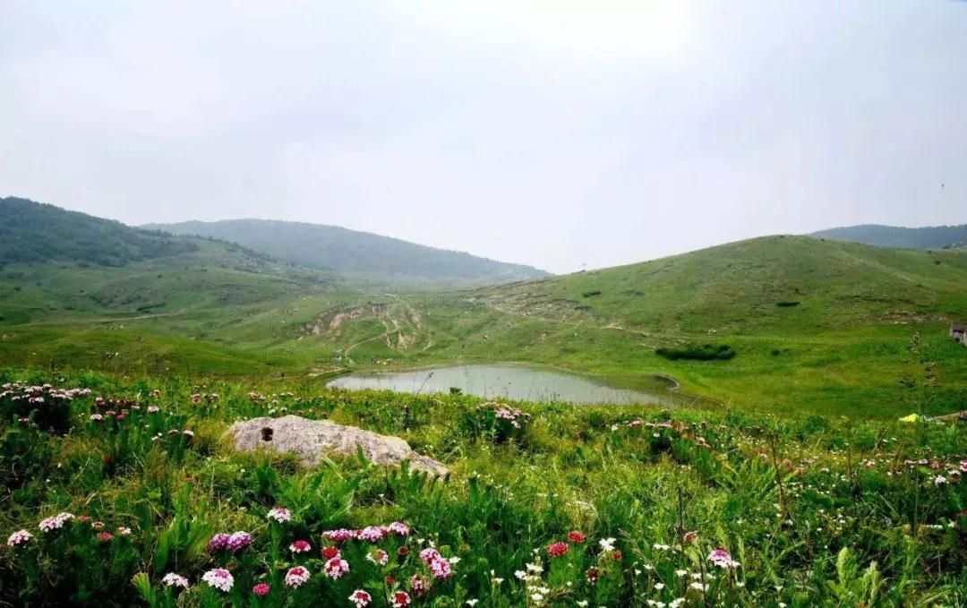 山西晋城析城山,极目胭粉遍草甸