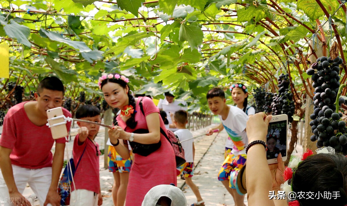 2016年农业扶持项目有哪些,2020年农业重点扶持项目汇总