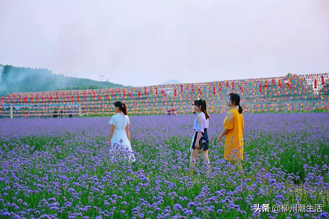 柳州哪里有免费花海,柳州花海紫荆花真实视频