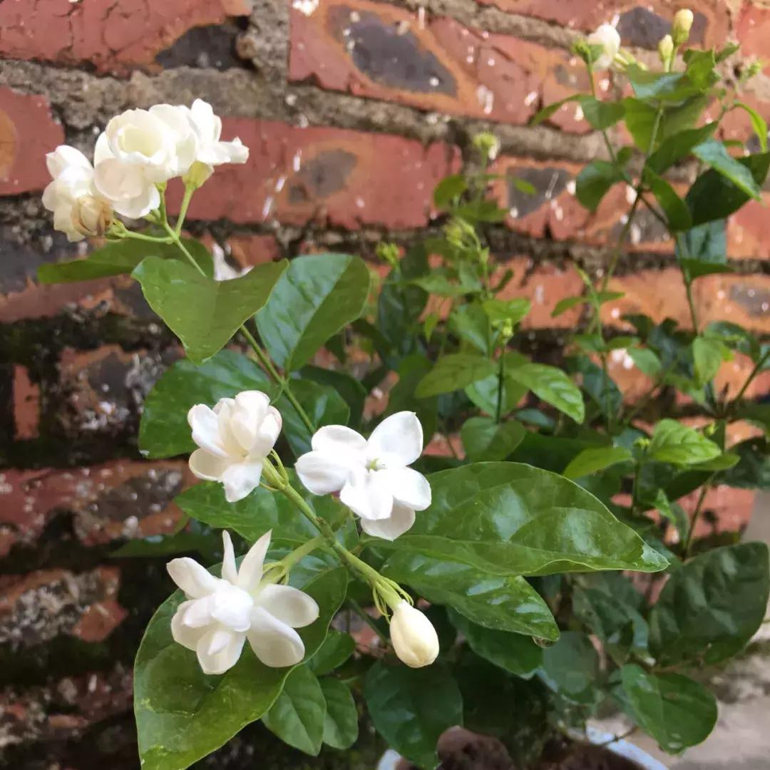 盆里有虫用什么药,盆里有小虫子怎么办