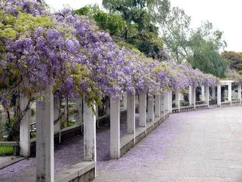 精品紫藤品种,名藤花卉紫藤