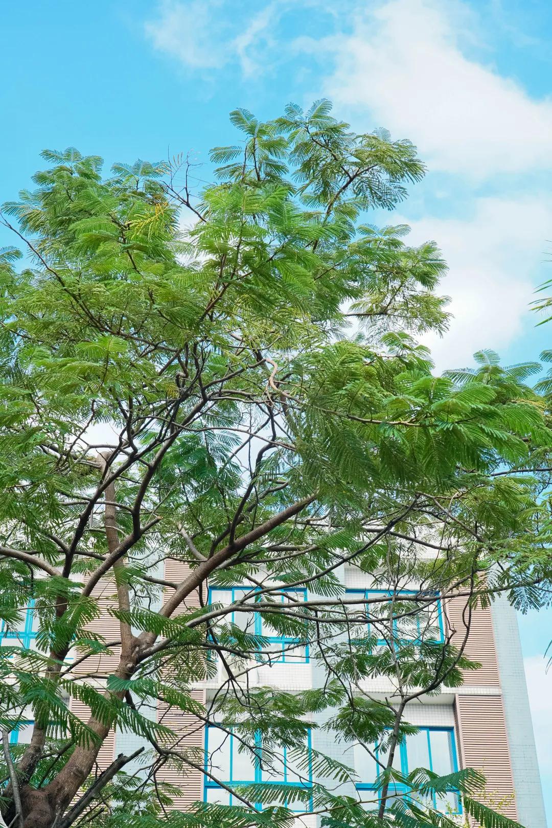 深中龙初入学积分,深圳中学初中部与深中龙初哪个好