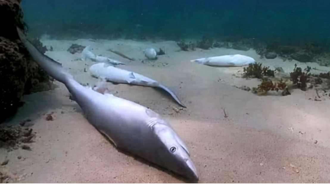 哥伦比亚查获130只走私毒蛙,哥伦比亚海关查获最大冻品