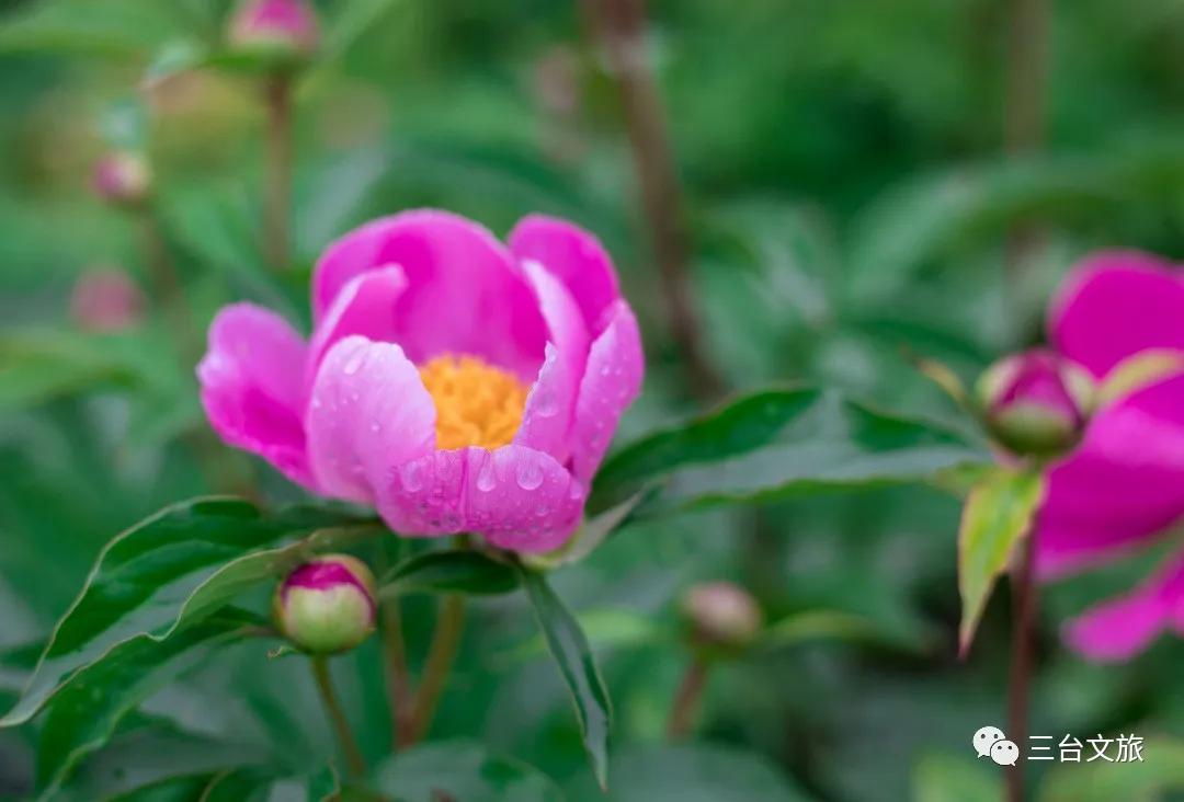 泉城公园芍药花开娇艳欲滴赛牡丹,含苞待放的芍药花娇艳欲滴
