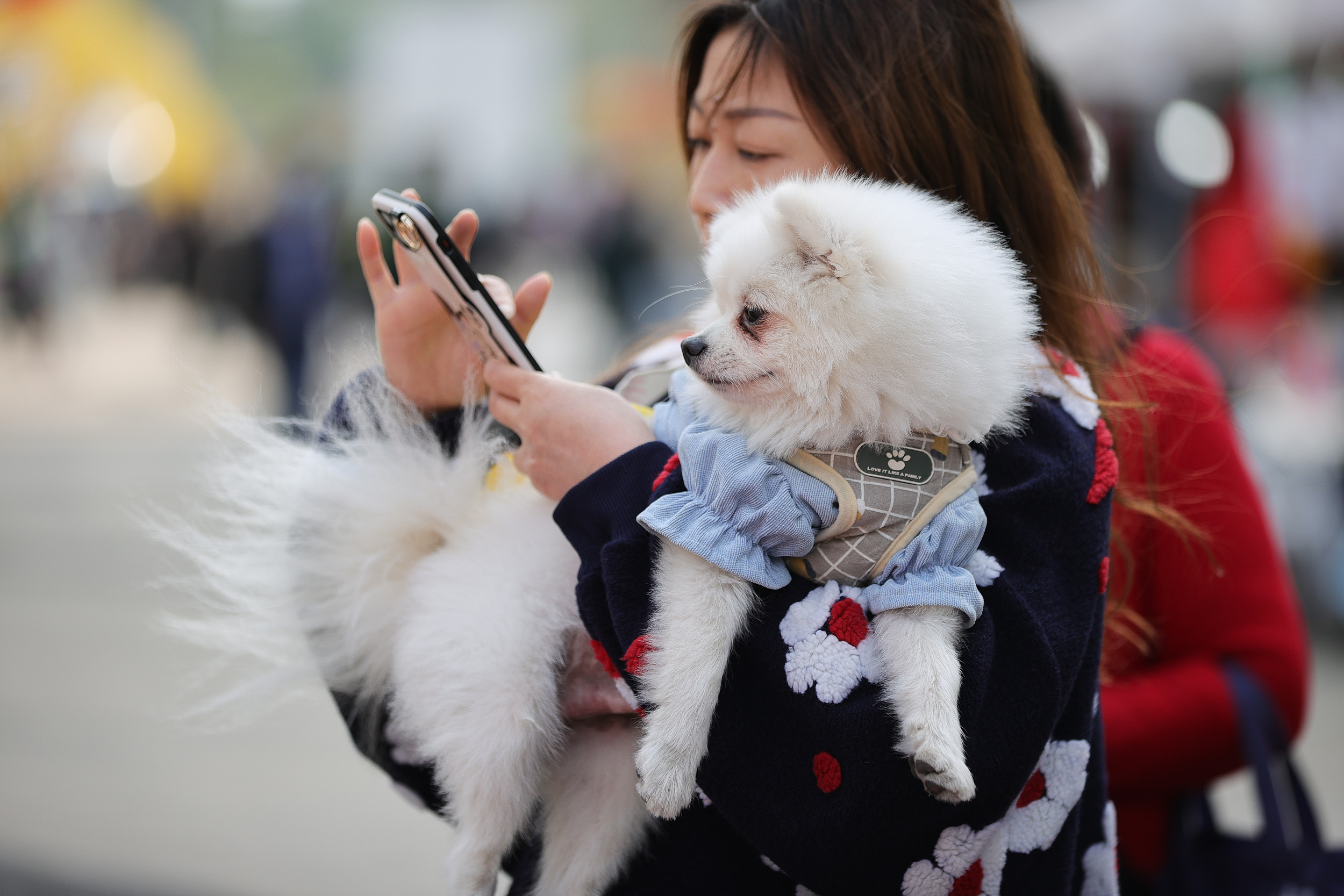 互联网巨头入局宠物,互联网巨头纷纷入局宠物经济