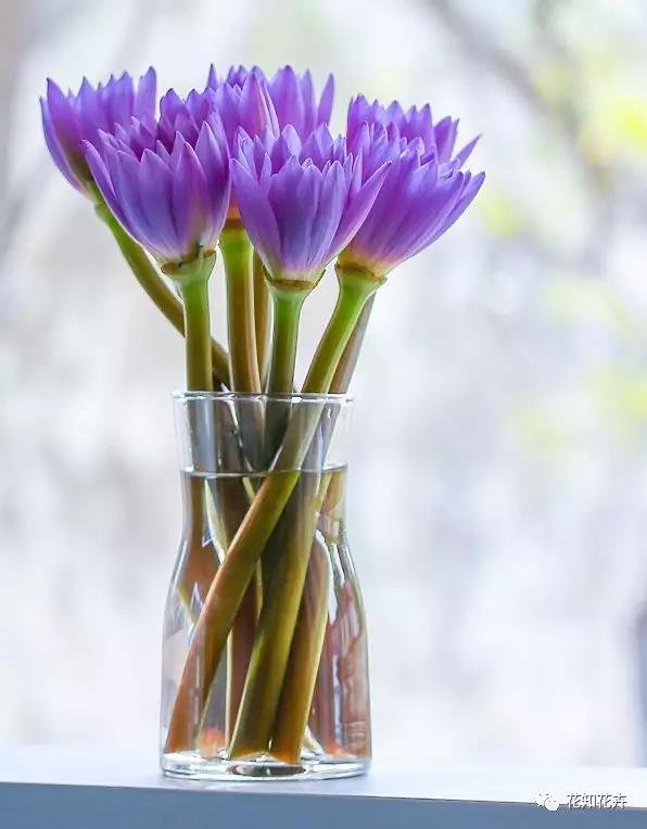 睡莲养护教程,睡莲养护方法教程视频全集