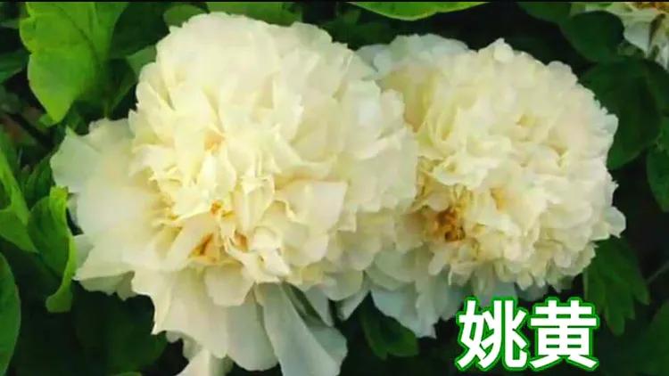 雍容华贵的国之牡丹惊艳了世界,美丽富贵的国花洛阳牡丹