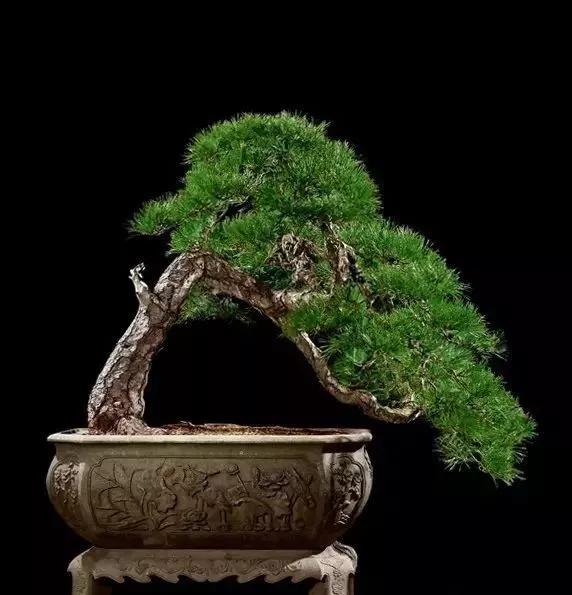 十大天价植物种子,十大顶级名贵植物