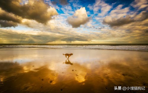 人会得抑郁症吗,狗狗会得抑郁症了怎么治疗