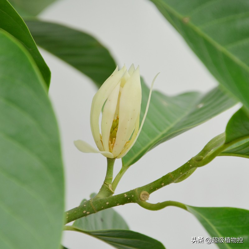 四季开花的香花植物,列举6种香花植物