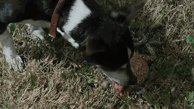 澳洲的蛤蟆有哪些,澳洲蛤蟆泛滥成灾