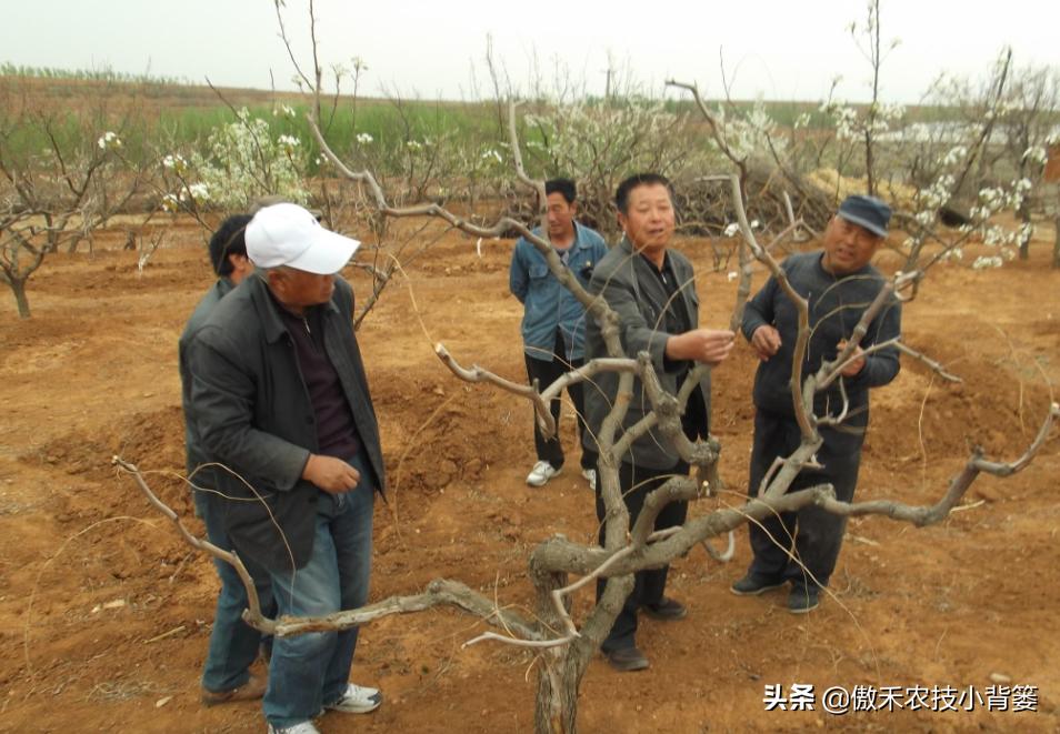 果树冬剪的正确方法视频,果树剪枝是头年剪还是春天剪