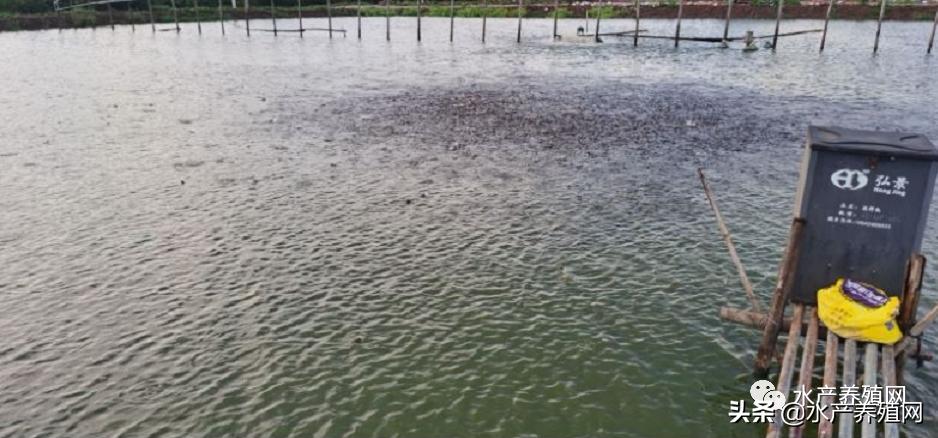 歇菜!去年大面积赚钱,今年大面积亏本!曾经的网红泥鳅,未来在哪里?