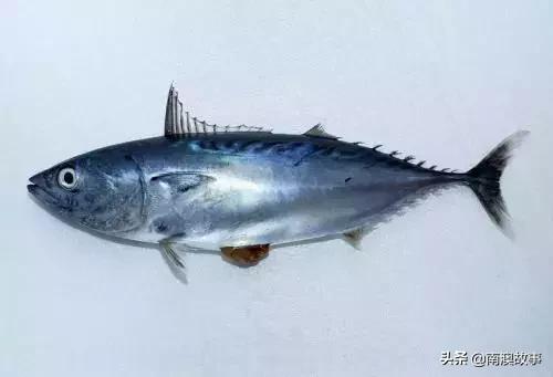 南澳渔民出海最常见的50种海鱼，都吃过，你就能退休了！