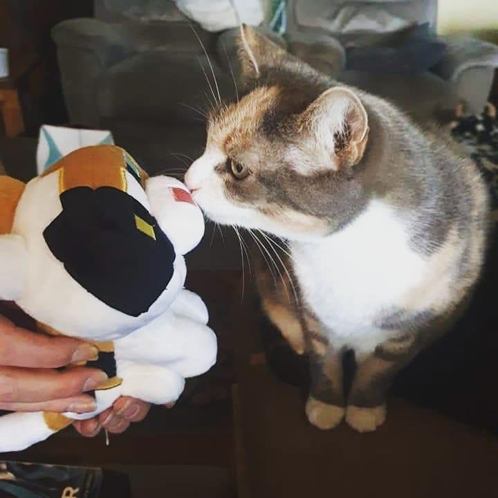 minecraft里的狗怎么才能有,minecraft如何养熊猫