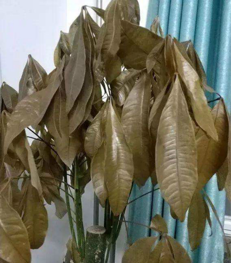 铁树叶子冬天冻发黄干枯如何补救,冬天月季花叶子发黄脱落怎么补救