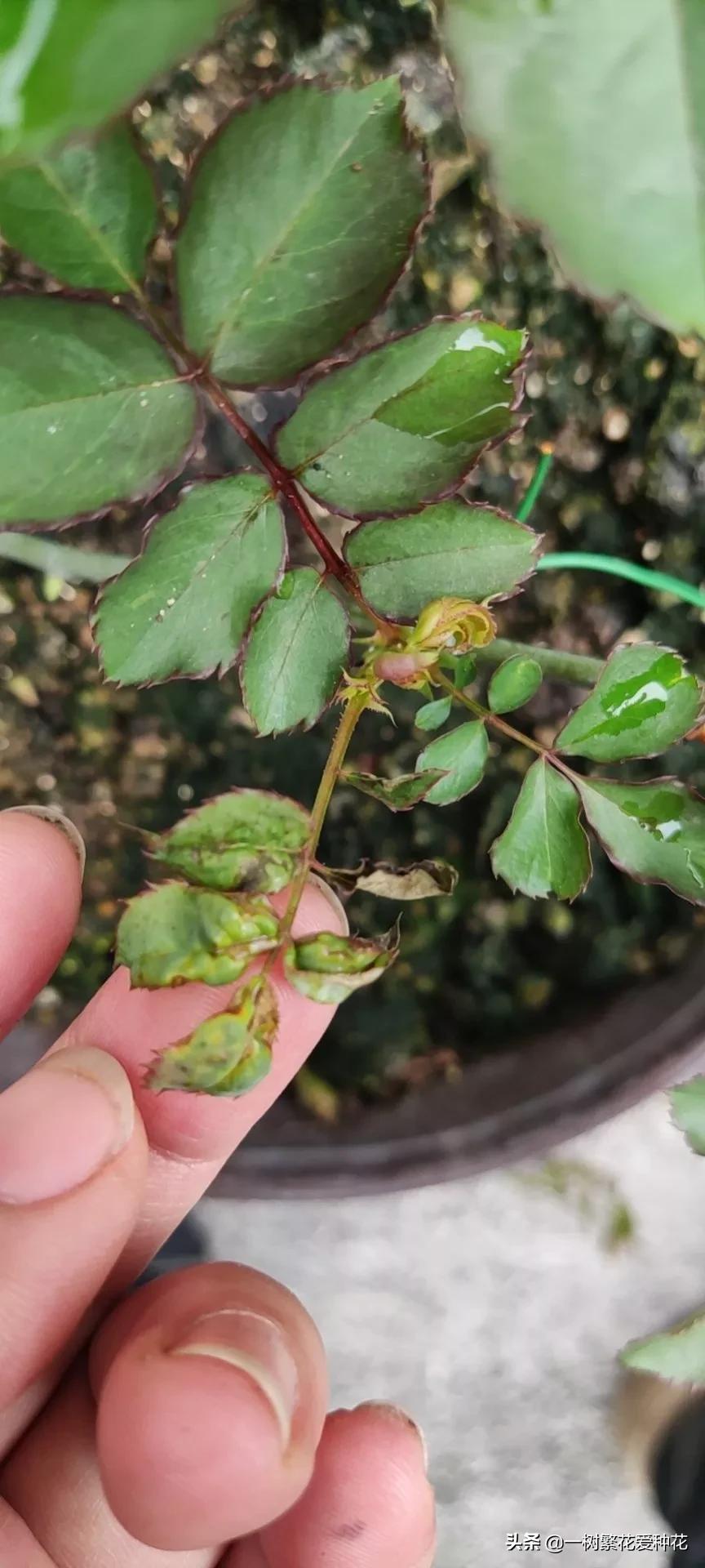 月季开花晒了太阳蔫了补救,月季叶子枯萎像缺水了一样