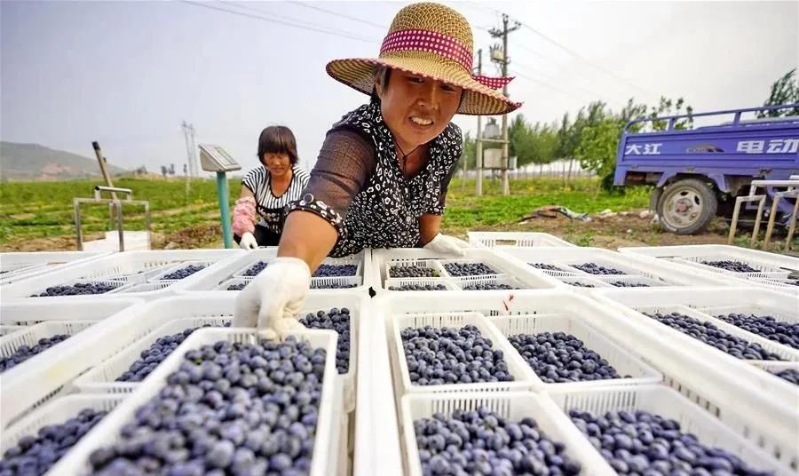 种3500株亩产7吨不愁销路,种什么亩产利润上万