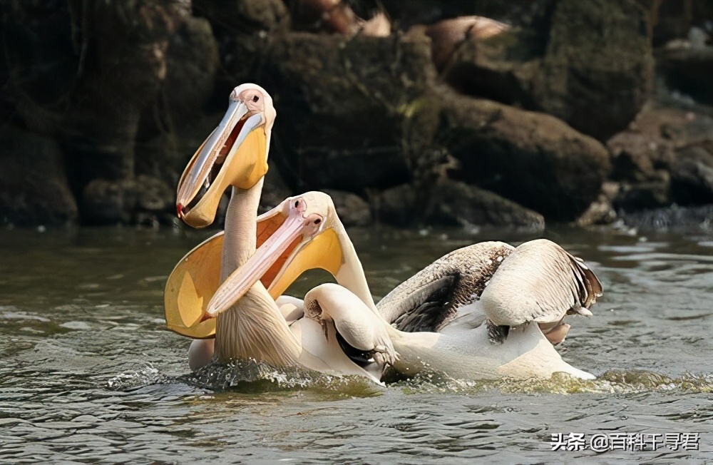 鹈鹕吞猎物到肚子里是怎么样的,鹈鹕的嘴真的是大口袋吗