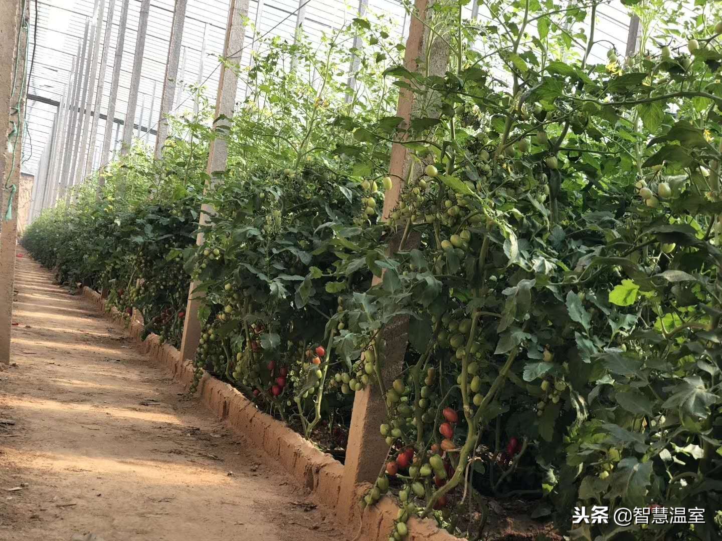 无土栽培蔬菜技术培训寿光,湖北无土栽培技术培训基地