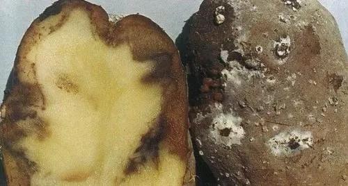 马铃薯的地下害虫有哪些,马铃薯种植技术及病虫害防治