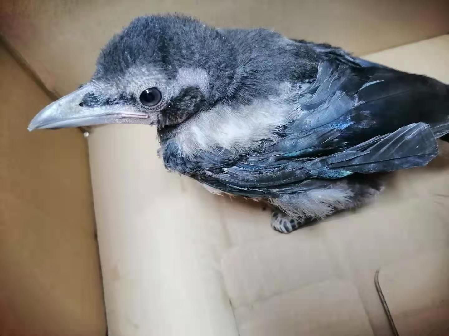 遇见了受伤的幼鸟怎么办,遇见受伤的鸟怎么救助