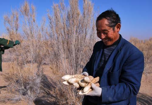 这种沙漠人参，今年价格升至300元一斤全卖完，农民后悔：种太少