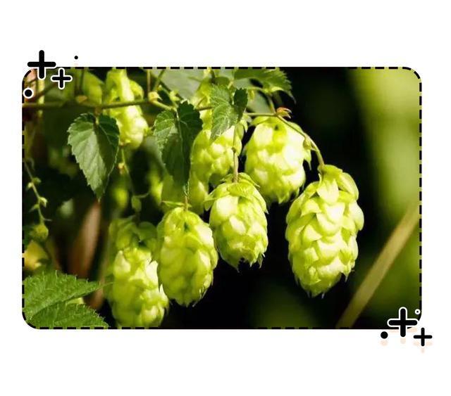 没有冰啤酒的夏日夜晚，再好吃的宵夜也会黯然失色（菲李漫画）