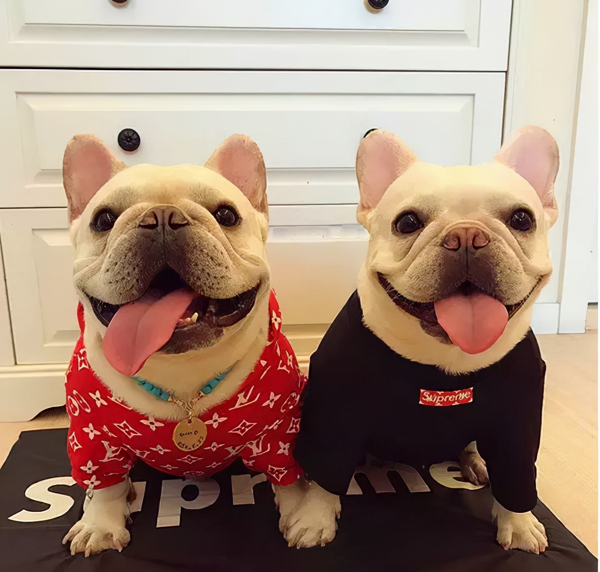 狗狗买什么品种最合适,怎么给狗狗选择宠物狗品种