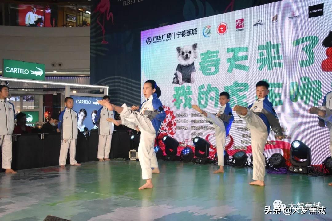 关爱流浪动物，让领养代替购买~