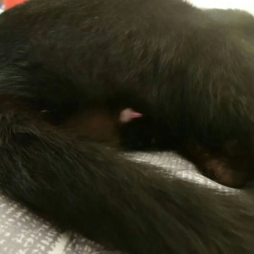 猫咪原来也会做梦,猫会做梦梦到主人吗