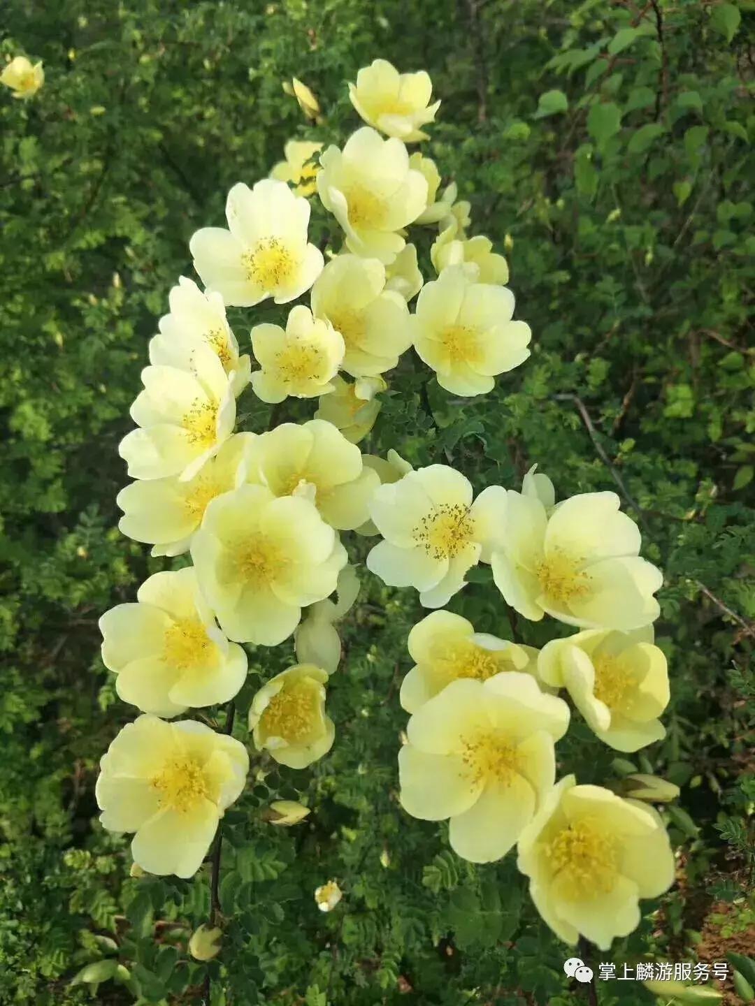 麟游旅游攻略一日游,宝鸡五一游攻略