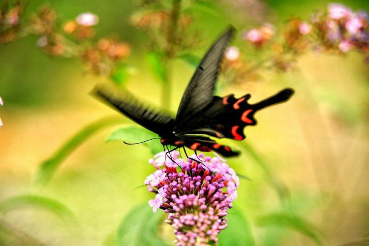 原创蝴蝶恋花,蝶恋花蝴蝶原唱