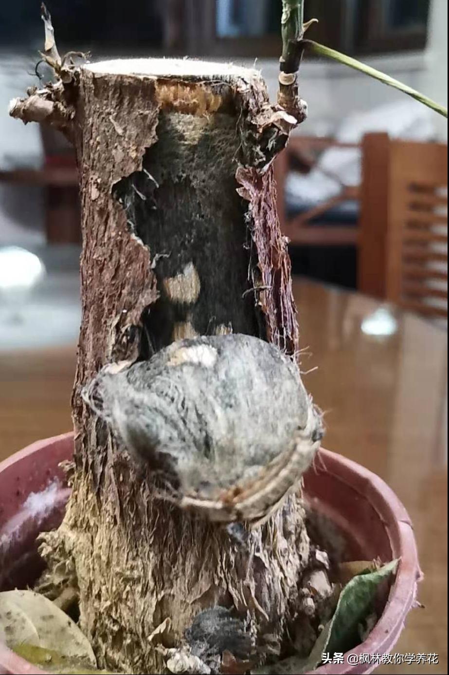 网购花木风险怎么样,网购花注意什么