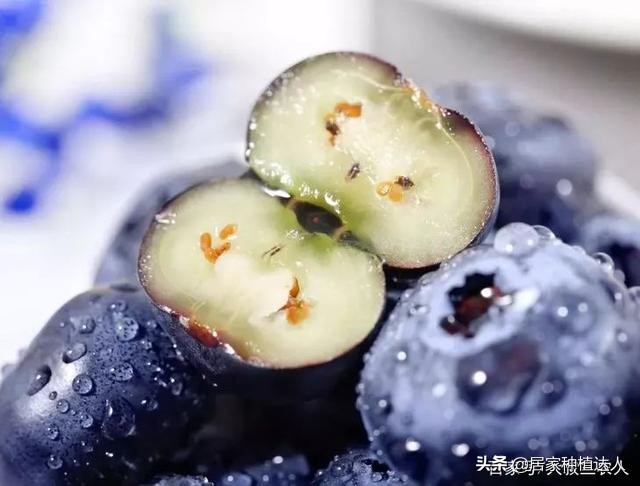 蓝莓怎么种结的果子会大一点,蓝莓阳台种植方法和注意事项