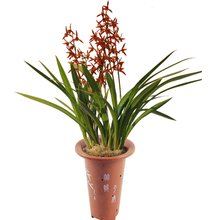 墨兰大气品种,墨兰超逸出尘