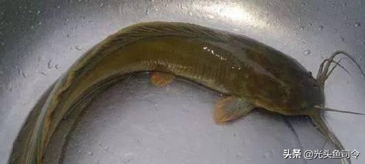 短短30年,从街边美食,到臭名昭著,埃及塘虱鱼经历了什么?