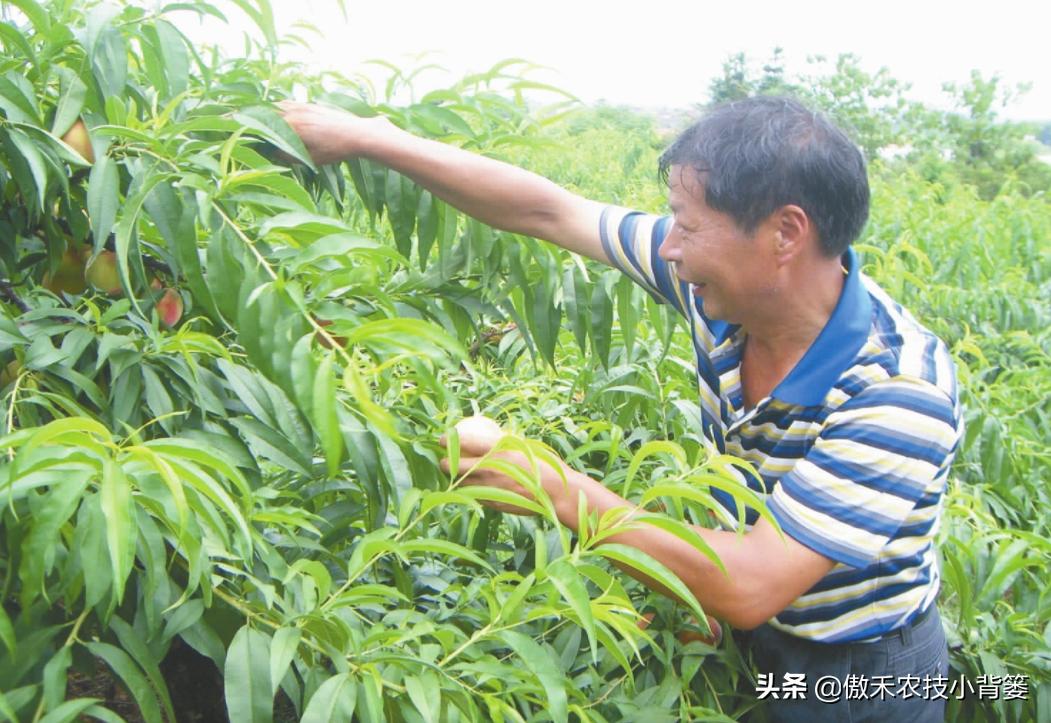 八年从未修剪过的桃树如何修剪,桃树修剪是早剪好还是开春剪好