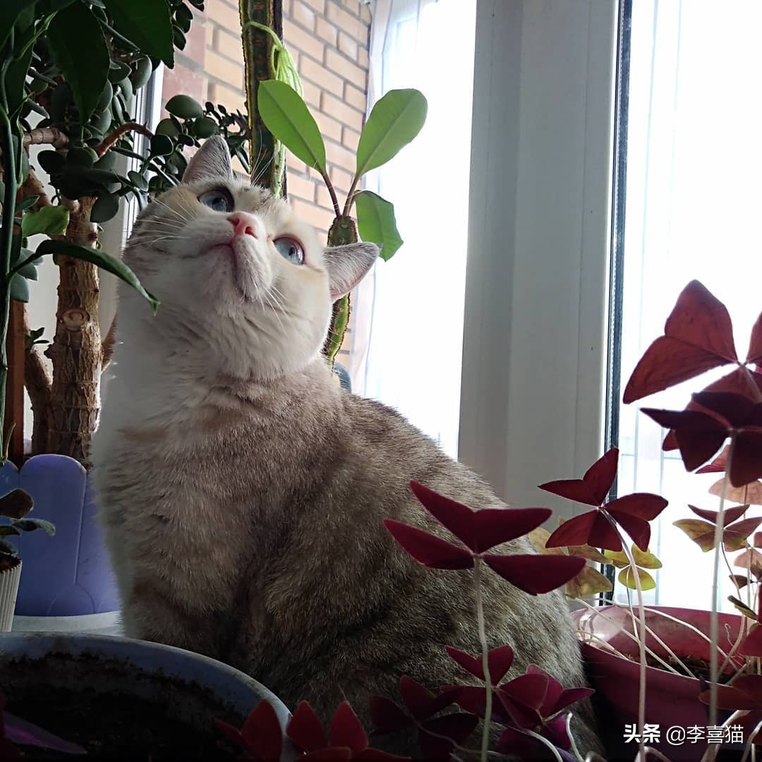 猫咪是只吃猫粮吗,猫咪是肉食动物为什么不攻击人类