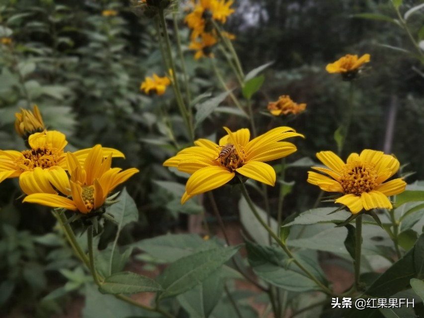 洋姜开花,秋天的洋姜花