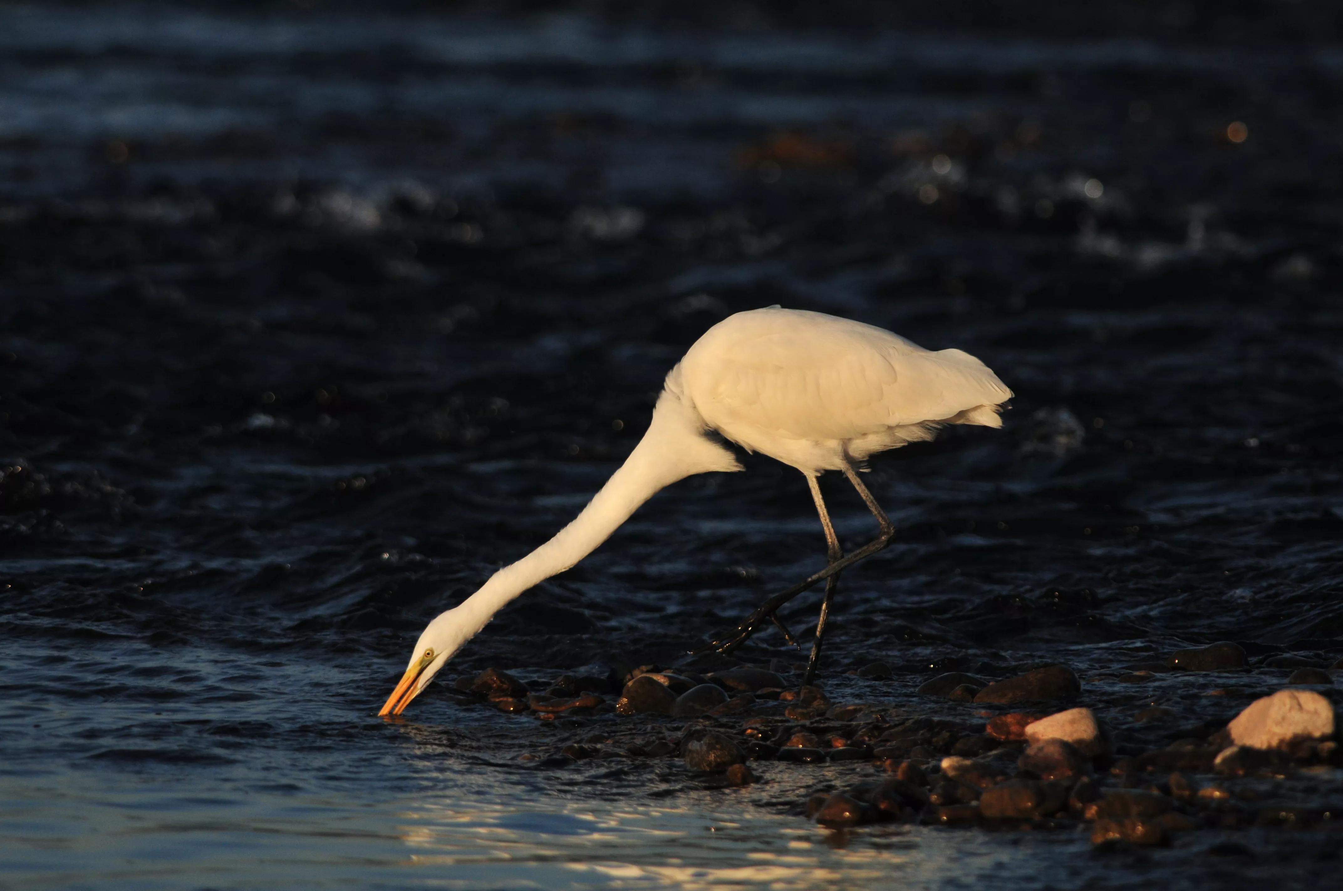 镜头装增距镜光圈会变化吗,镜头加增距镜后虚化效果会变好吗