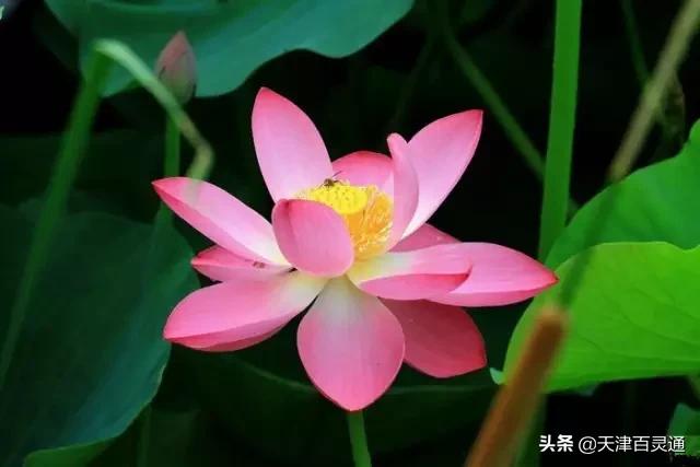 天津去哪里拍荷花最佳,天津荷花观赏地点