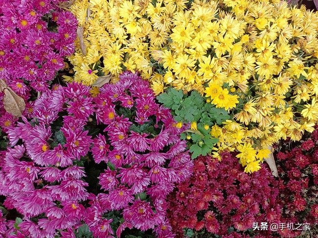 vivoy73s测评,vivoy73s重要参数详细