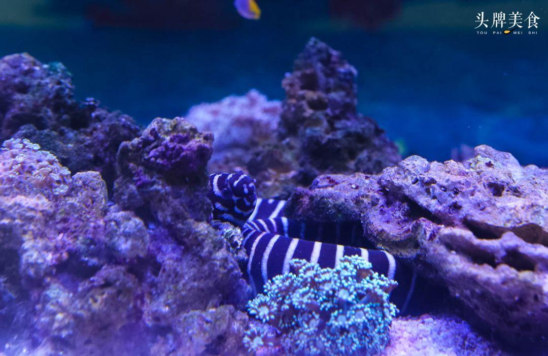 绚丽珊瑚海300+种海底生物，火爆盆友圈的网红打卡圣地就在中山路