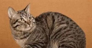 中国猫的雅称,猫生百态包括什么